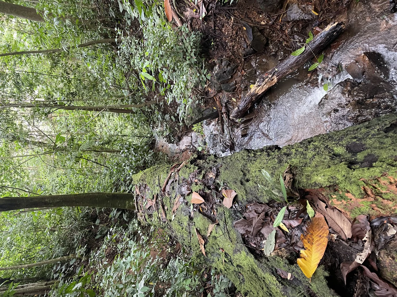 TROPICAL MASTERPIECE – 61.78 ACRES OF OCEANVIEW BLISS WITH WATERFALL: Mountain Development Parcel For Sale in Tres Rios - Gallery image 10