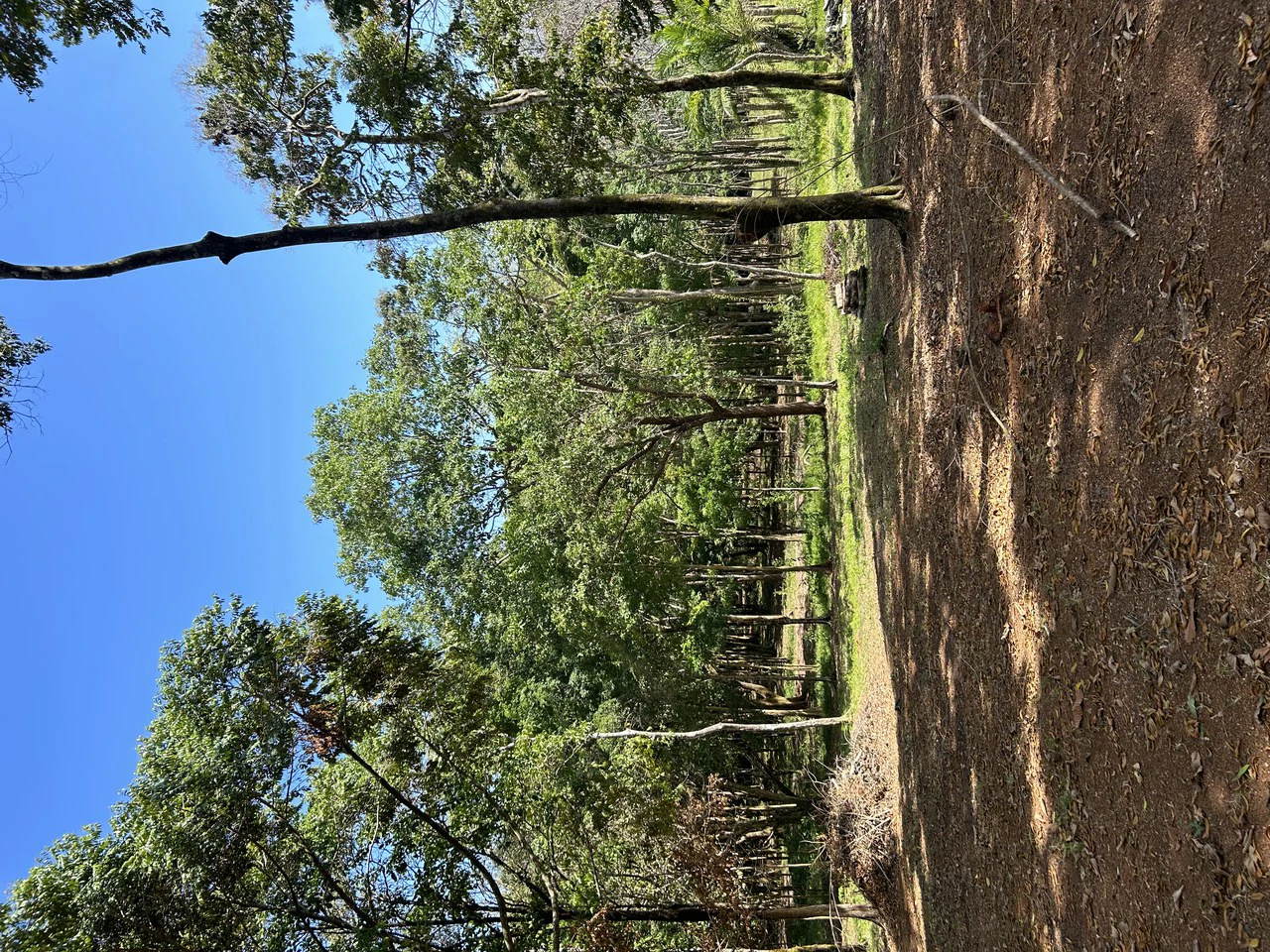 Cabo Matapalo:  3.8 Acre Ocean View Lot In Peninsula De Osa, Golfo Dulce - Gallery image 29