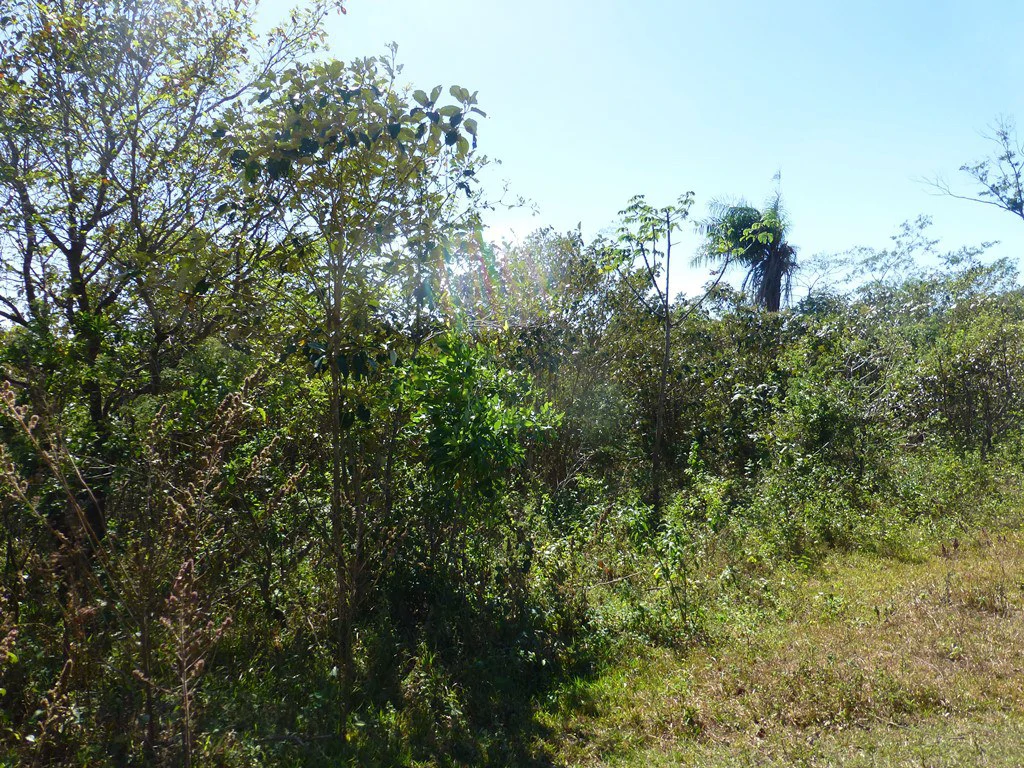 Ocean view farm for sale in the mountains of San Juanillo - Gallery image 29