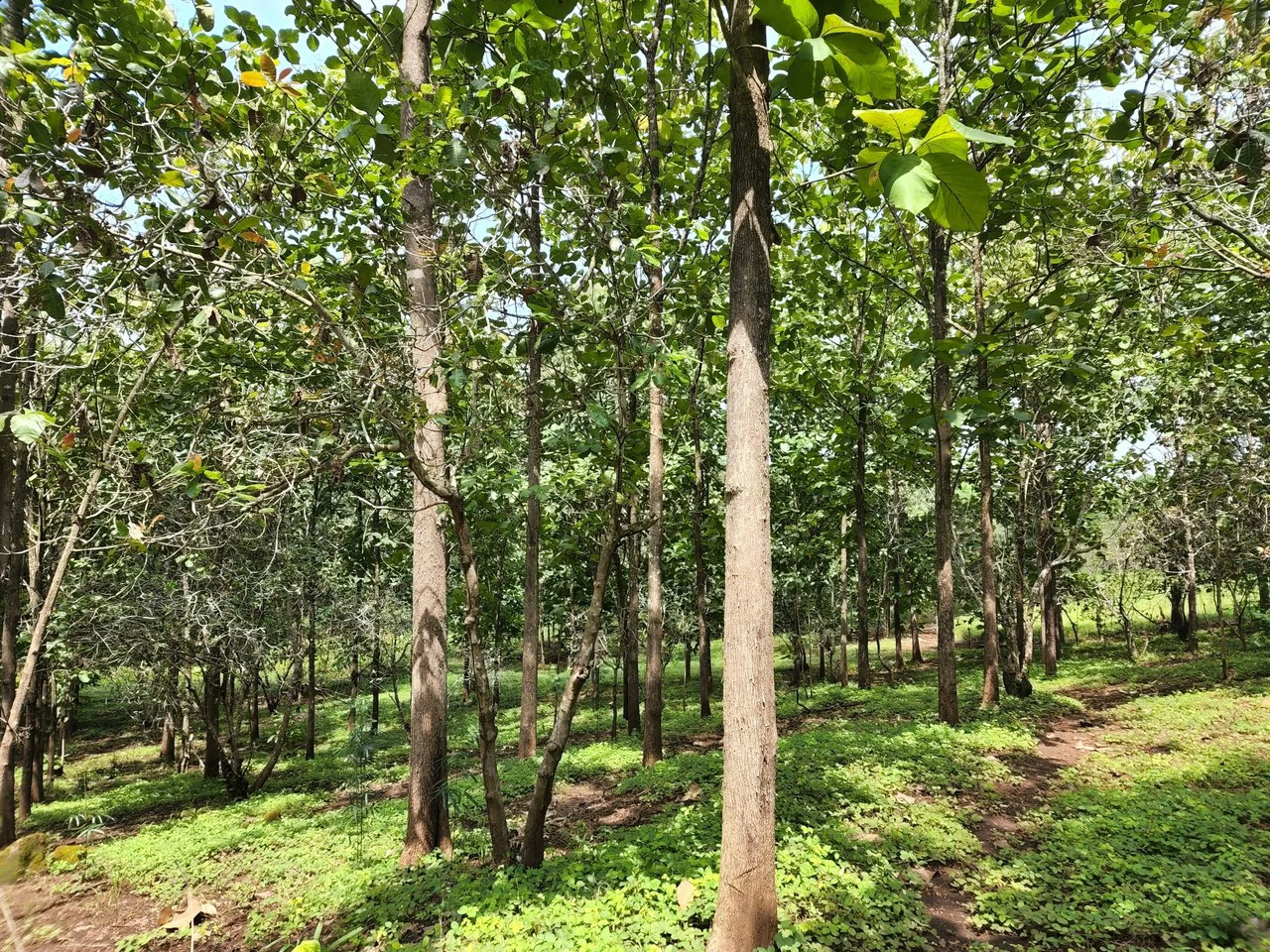 INVEST IN A TEAK PLANTATION FOR 25 YEARS - Gallery image 2