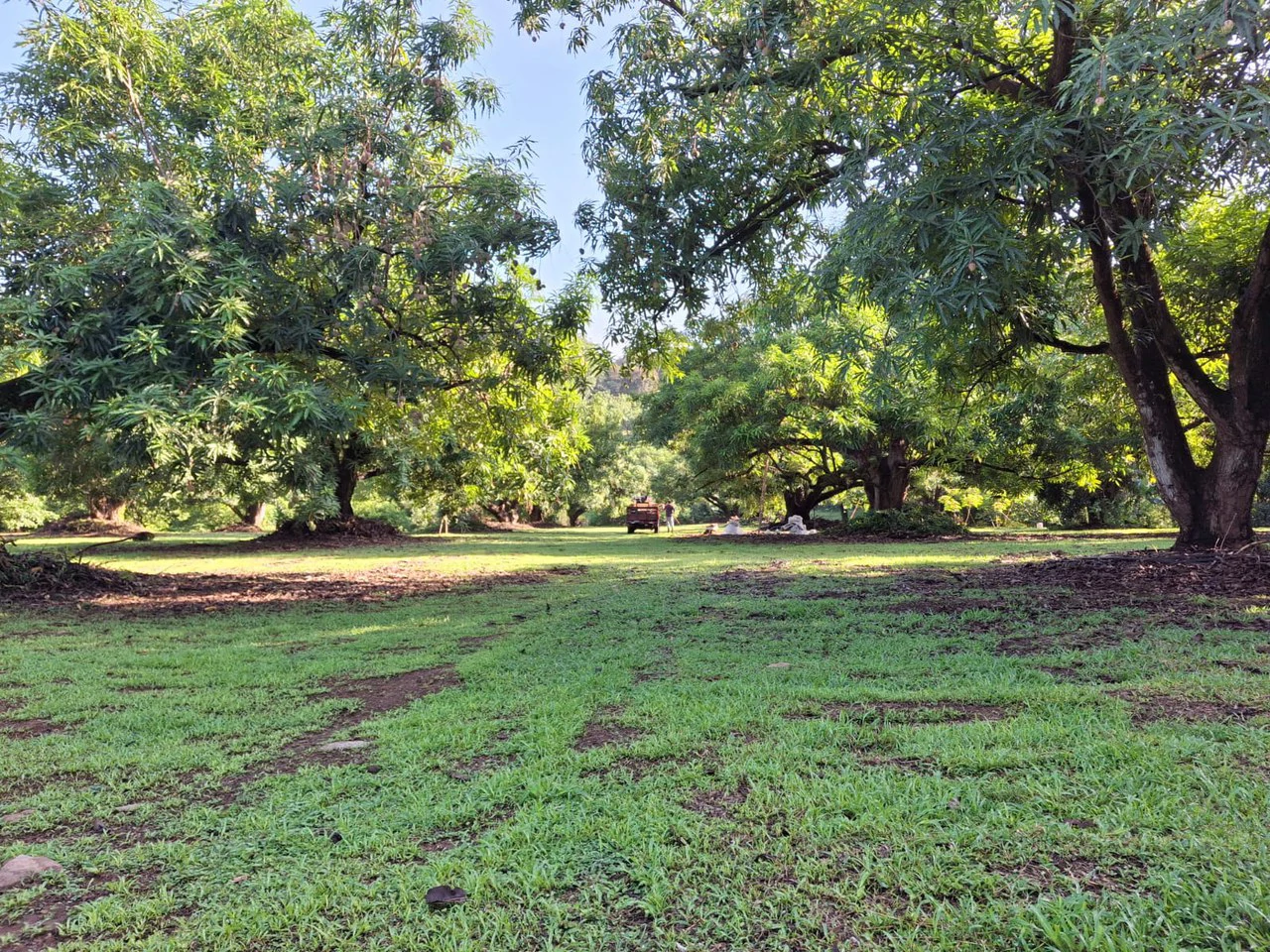 Profitable Finca...Multi USE property with Muni Approval - Gallery image 8