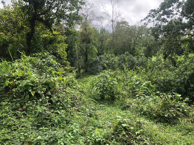Cold & Hot springs surrounded by an overgrown farm, taken back by nature - Gallery image 31
