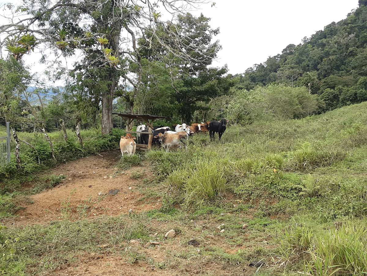 Finca Tesoro Escondido - The Jewel of Uvita - Gallery image 31