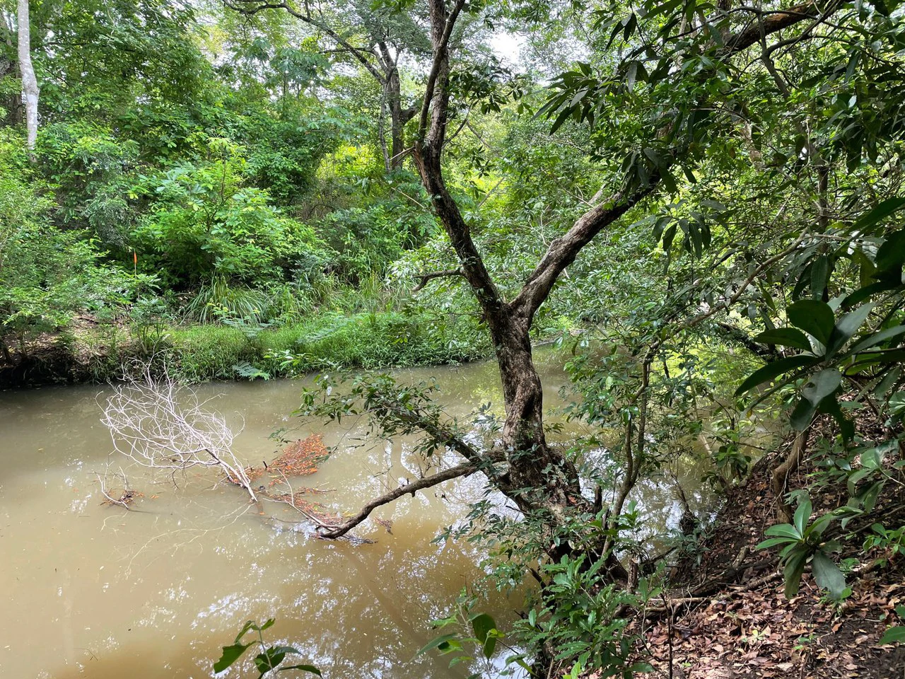 Beautiful private Mango farm and river frontage in Irigaray, 15 minutes from Liberia - Gallery image 11