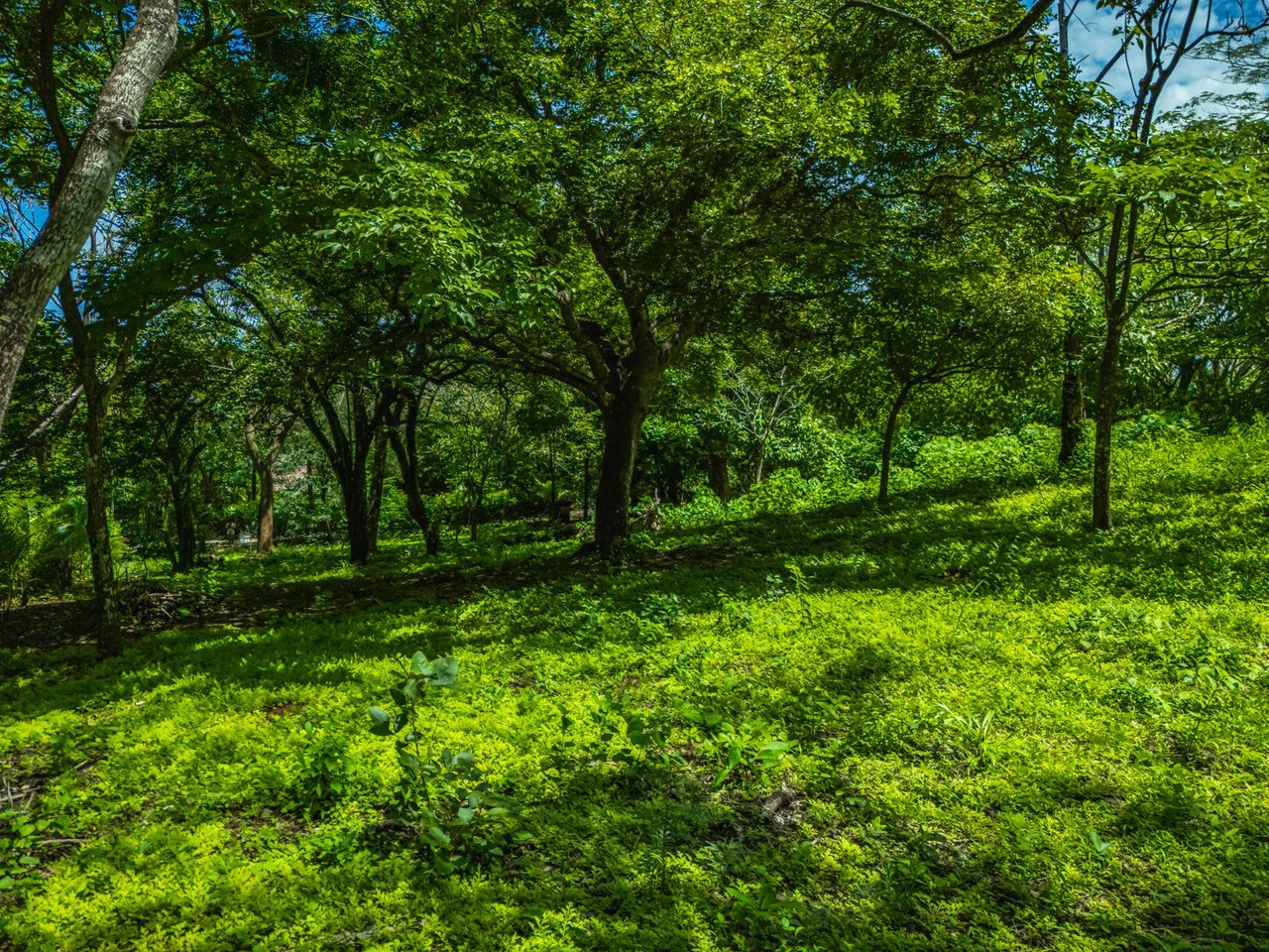 Tierra Pacifica #22: 1.5 Acre Homesite with Water Meter - Gallery image 16