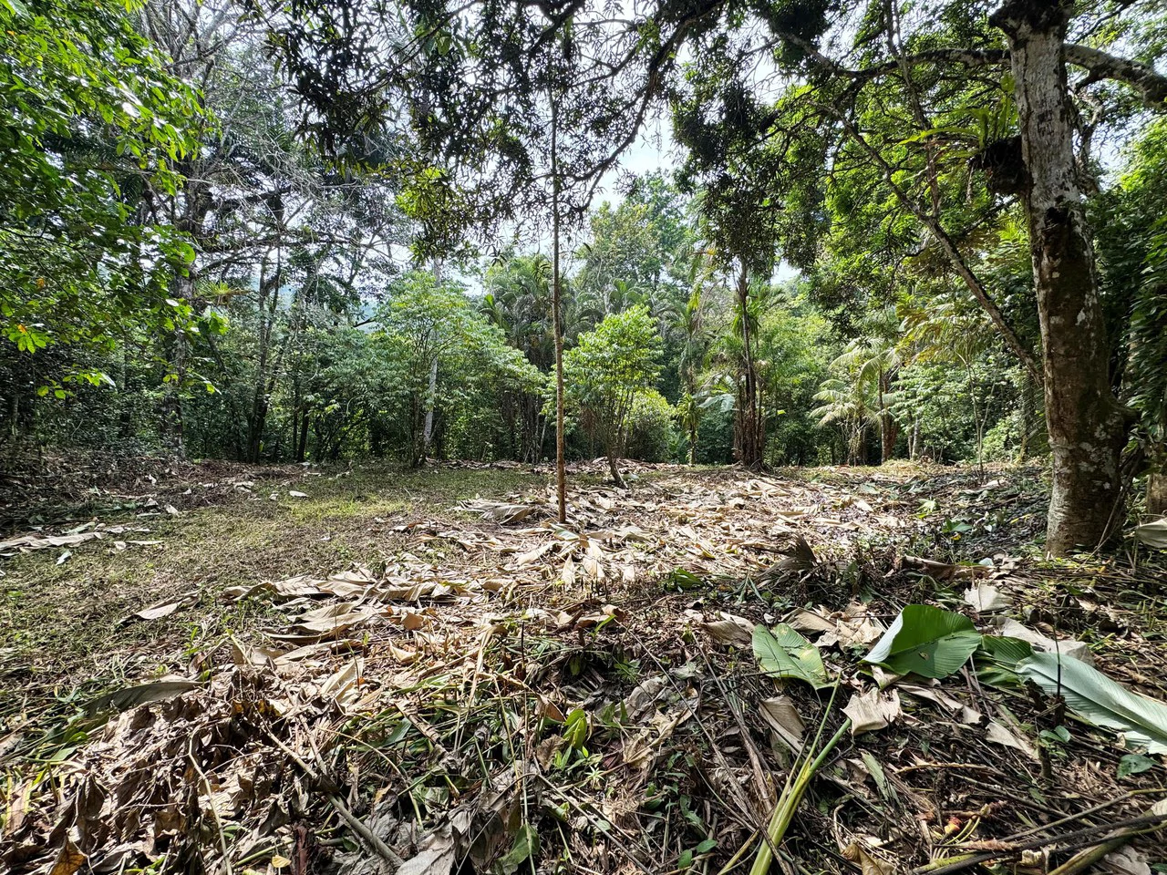 1 Acre Jungle Lot with River in Playa Dominical - Gallery image 10