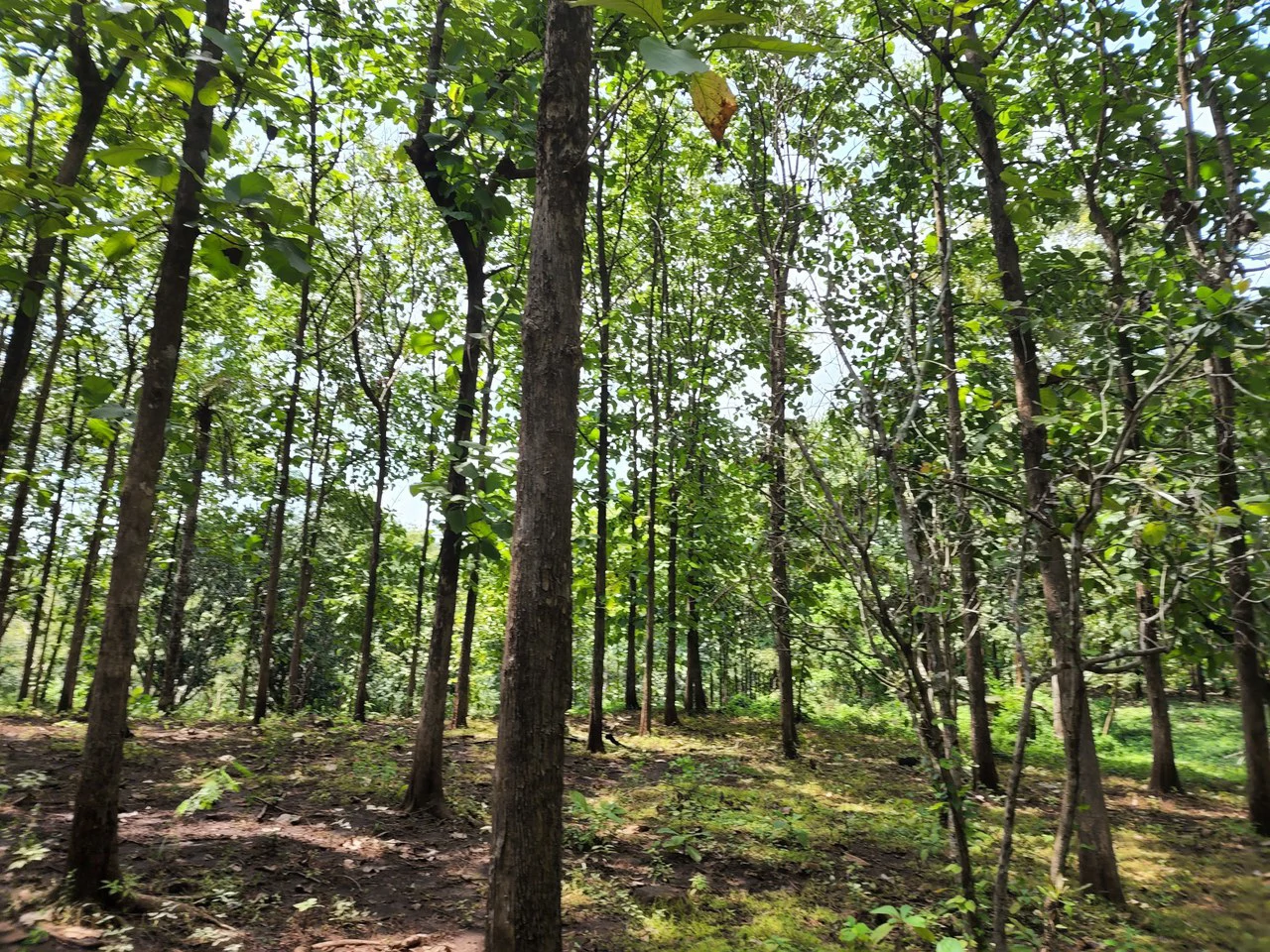 INVEST IN A TEAK PLANTATION FOR 25 YEARS - Gallery image 10