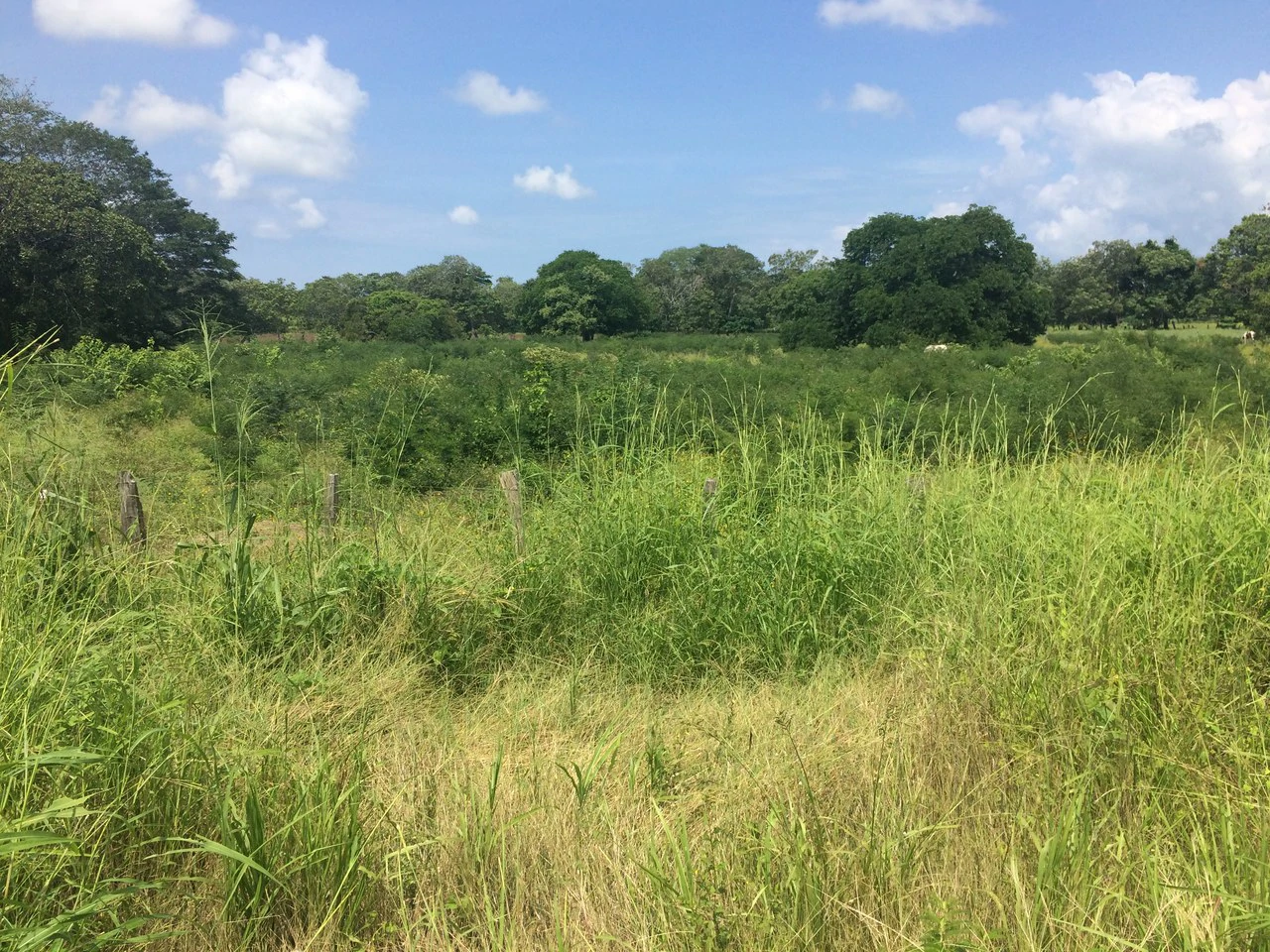 PROPERTY CLOSE TO THE AIRPORT OF LIBERIA.: Near the Coast and Countryside Development Parcel For Sale in Guardia - Gallery image 4