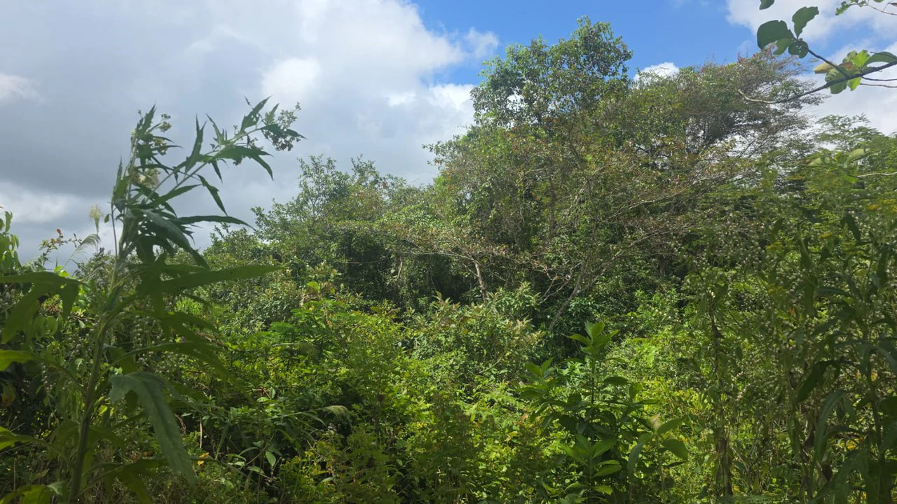 Expansive Year-Round Green Agricultural Property with Rolling Hills and a River – One Hour from Liberia - Gallery image 6