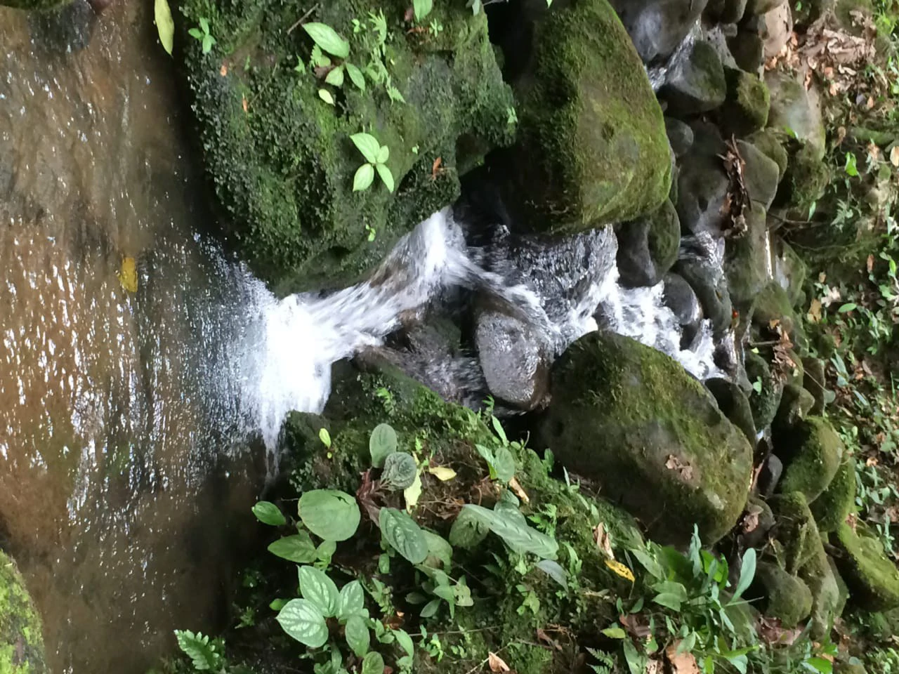 JUNGLE PARADISE: Nature Lovers Dream: 204 acres of Wilderness and a Building Pad - Gallery image 14
