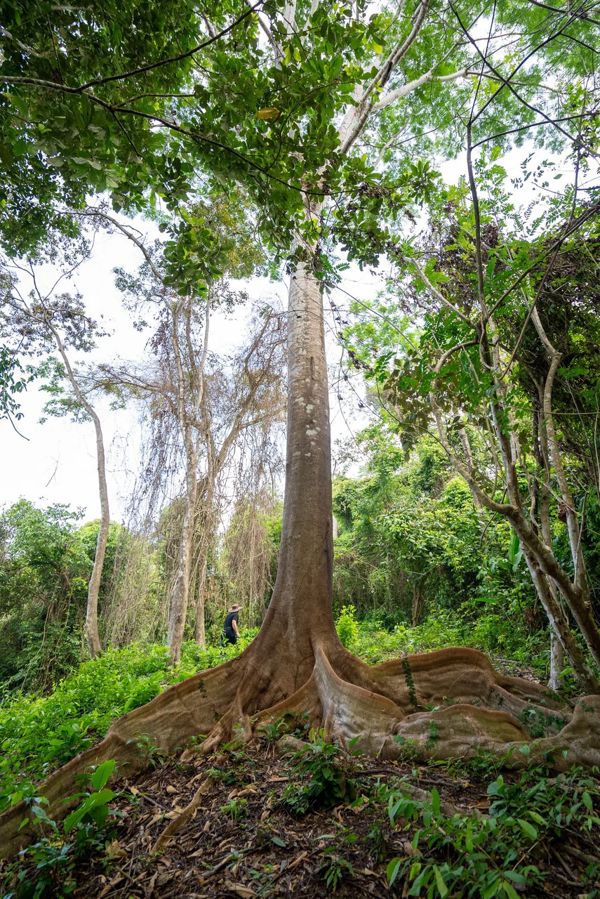 Rare 86-Acre Ocean View Estate Bordering Hacienda Barú – A Unique Opportunity for Conservation and Development - Gallery image 24