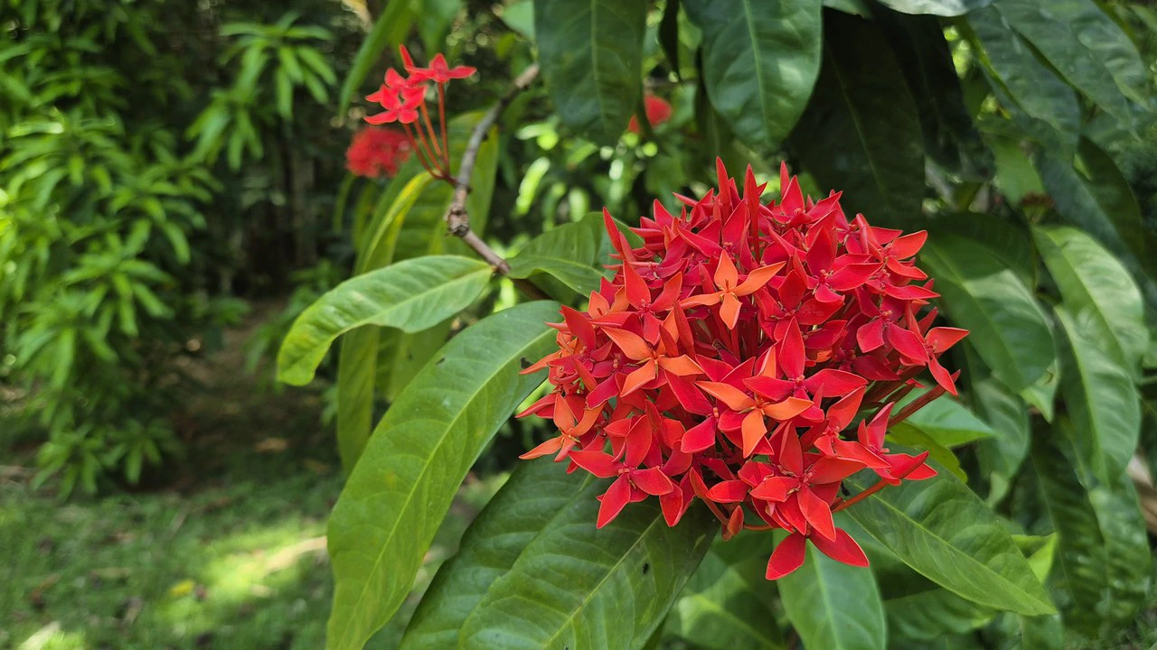 Dream Beachfront Property at Ballena Beach in Uvita, Costa Rica - Gallery image 11