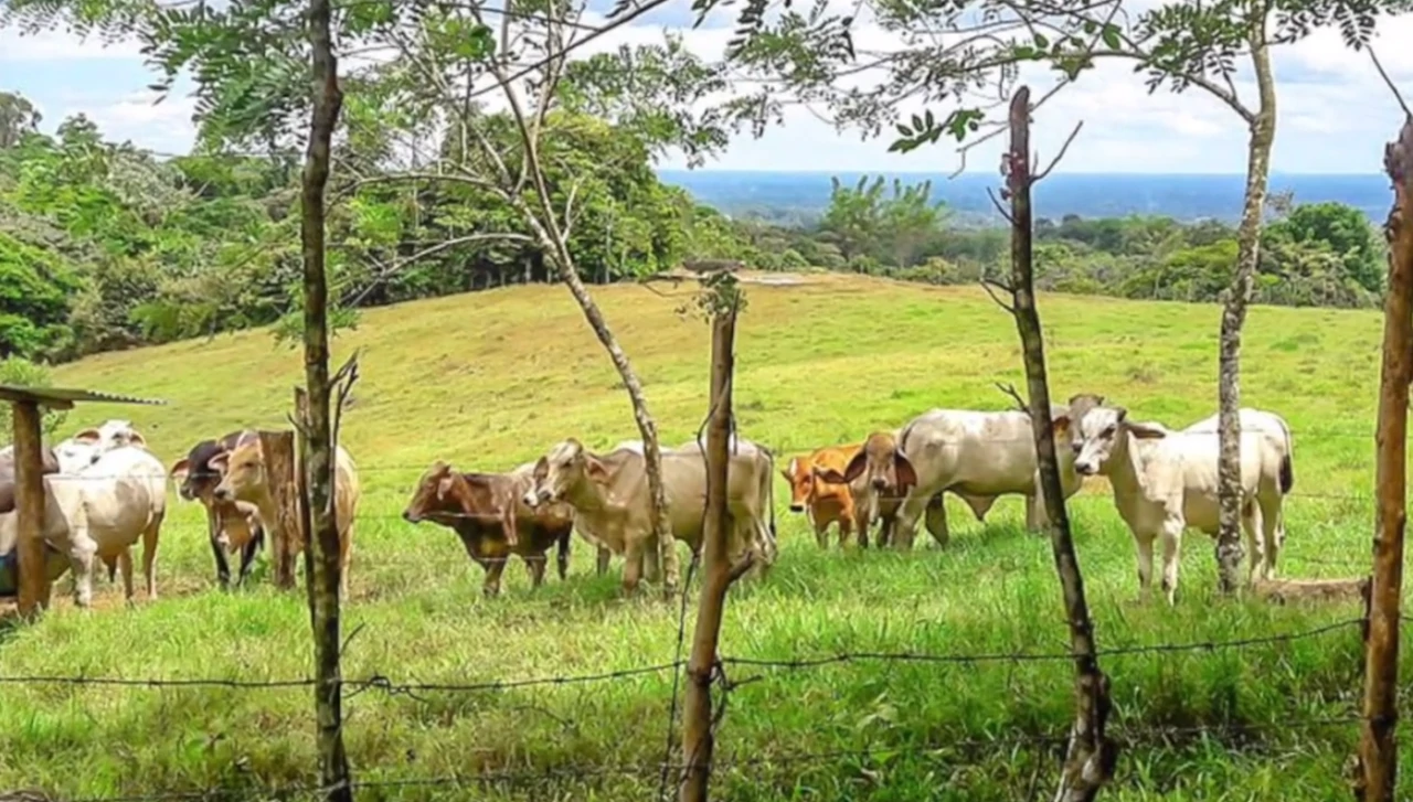 Tourism or Development?: Beautiful 56 ha with riverfront access - Gallery image 8