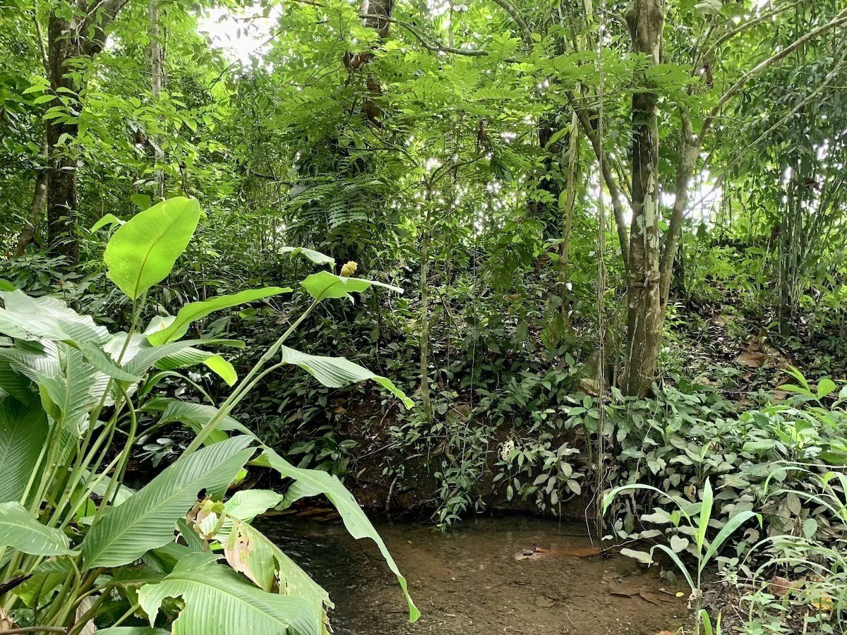 Tropical Farmland 21 Acres - Gallery image 11