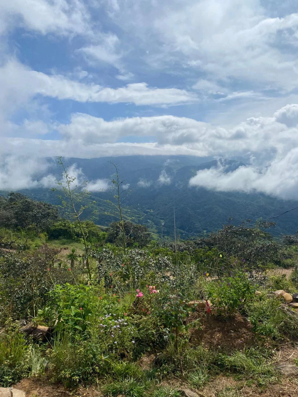 Ecofriendly container home, top views of La Lindora Monteverde LN0525: Elevated Eco-Luxury: Off-Grid Container Home with Panoramic Forest Views in Monteverde, La Lindora. - Gallery image 21