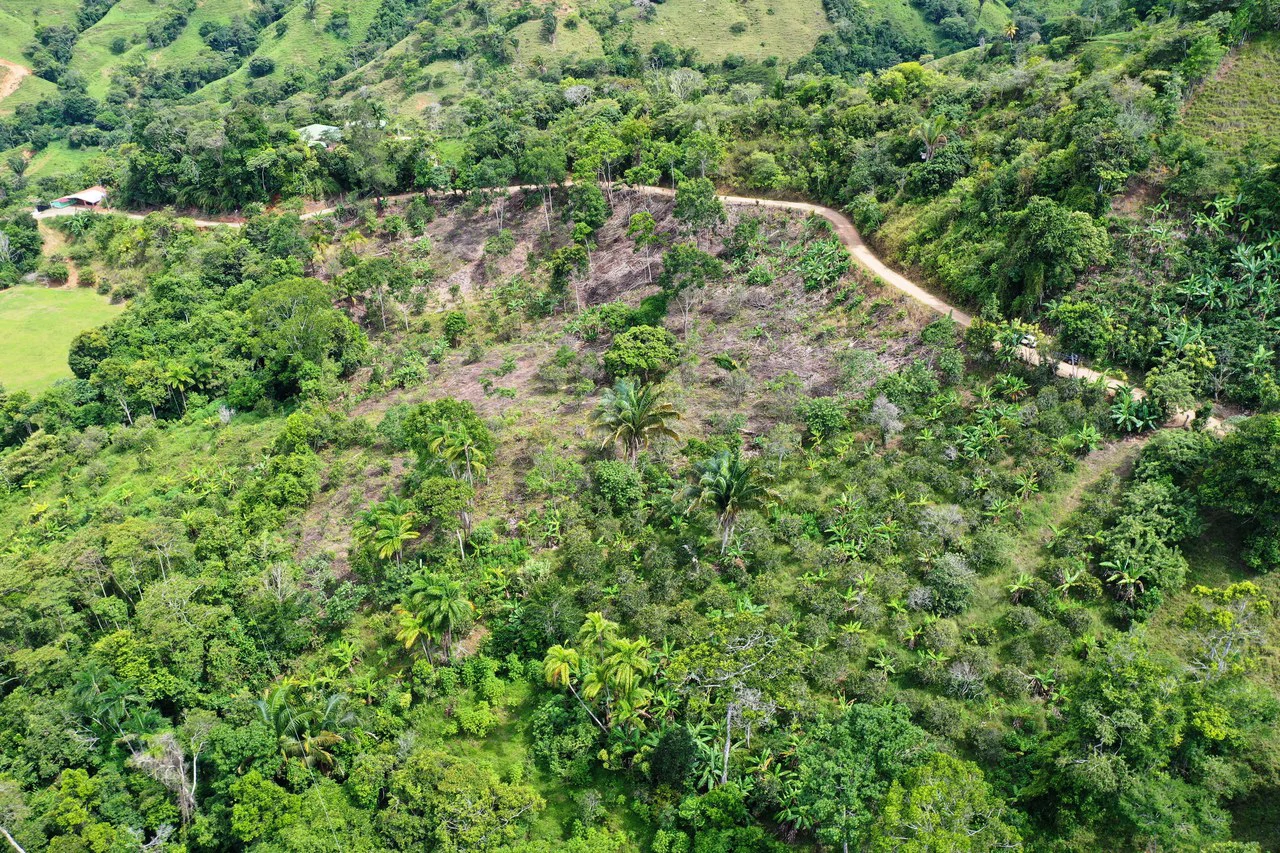 4.6 Acre Tropical Fruit Farm with Elevated Homesite & Valley Views San Isidro - photo 6