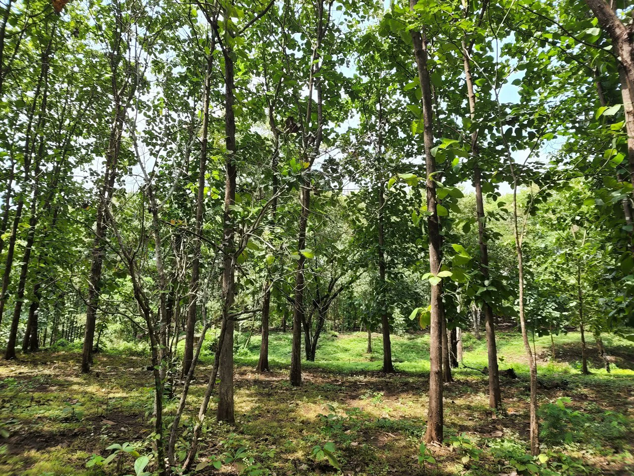 INVEST IN A TEAK PLANTATION FOR 25 YEARS - Gallery image 23