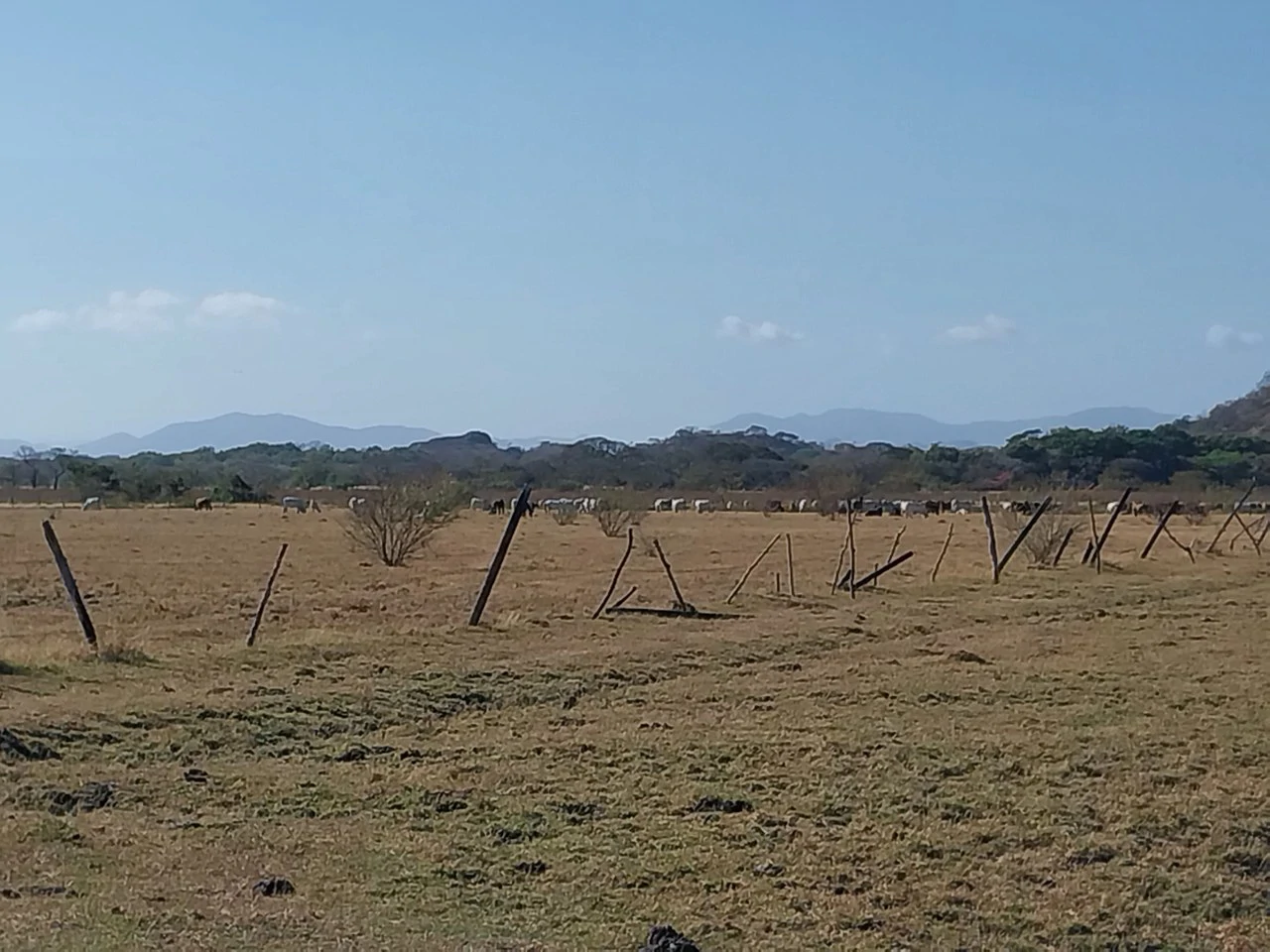 Bonita Finca de 187 Acres / 75 Ha. con Pozos y Ojo de Agua en Filadelfia - Costa Rica: Countryside, Lakefront and Riverfront Agricultural Land For Sale in Fildelfia - Gallery image 8