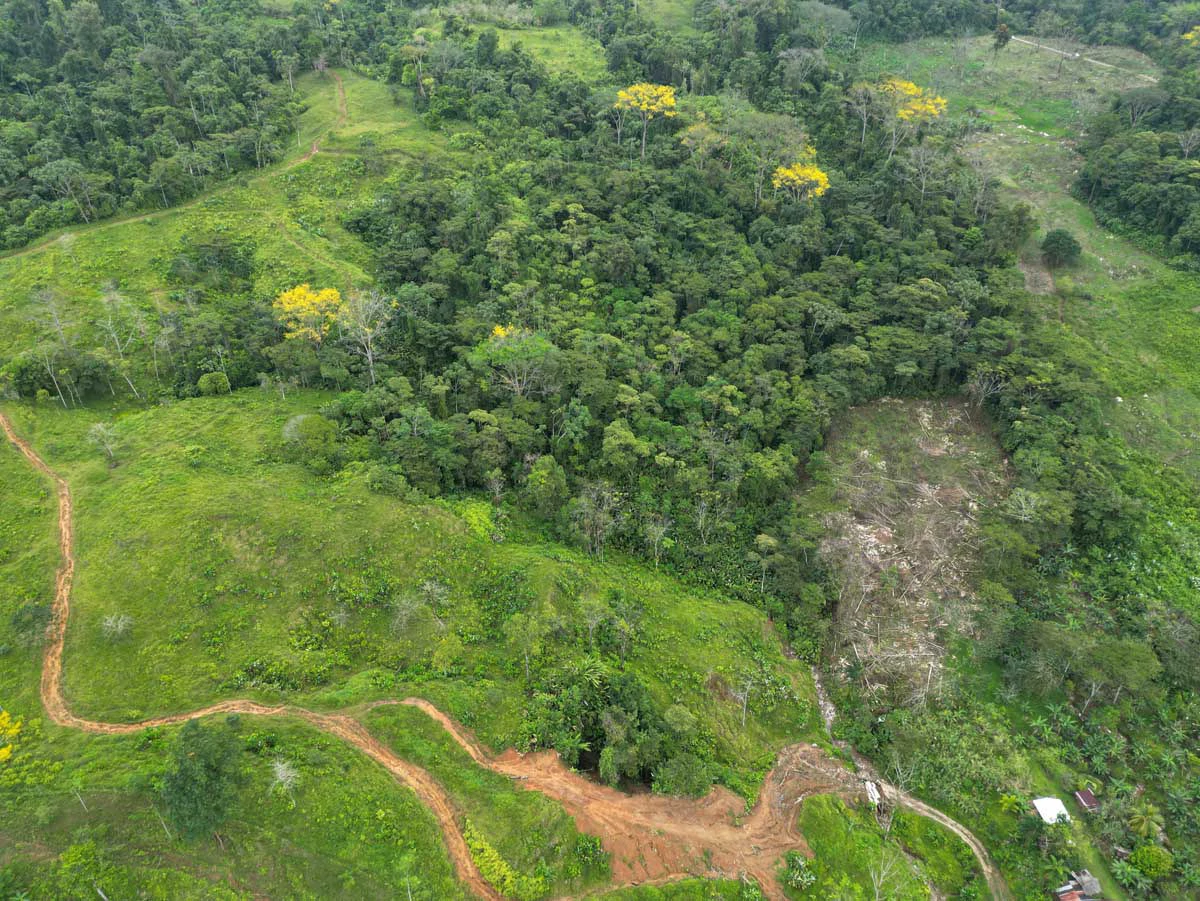 Fire Sale Farm with Ocean View | Piedras Blancas, Osa Peninsula - Gallery image 4