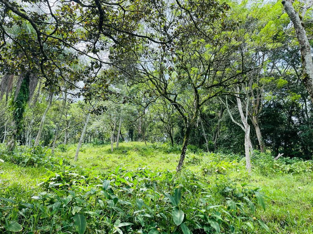 Farm for sale Puriscal Close to Universidad para la Paz Costa Rica - Gallery image 9