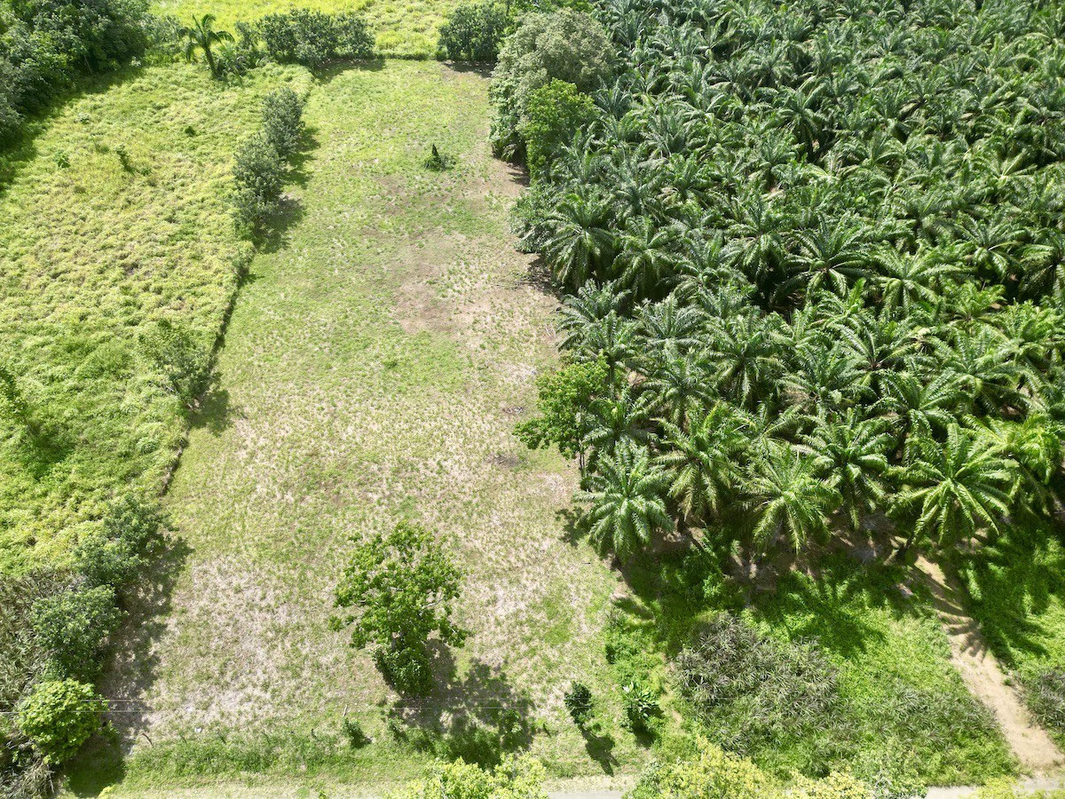 Titled Property Near The Golfo Dulce Coast - Gallery image 3