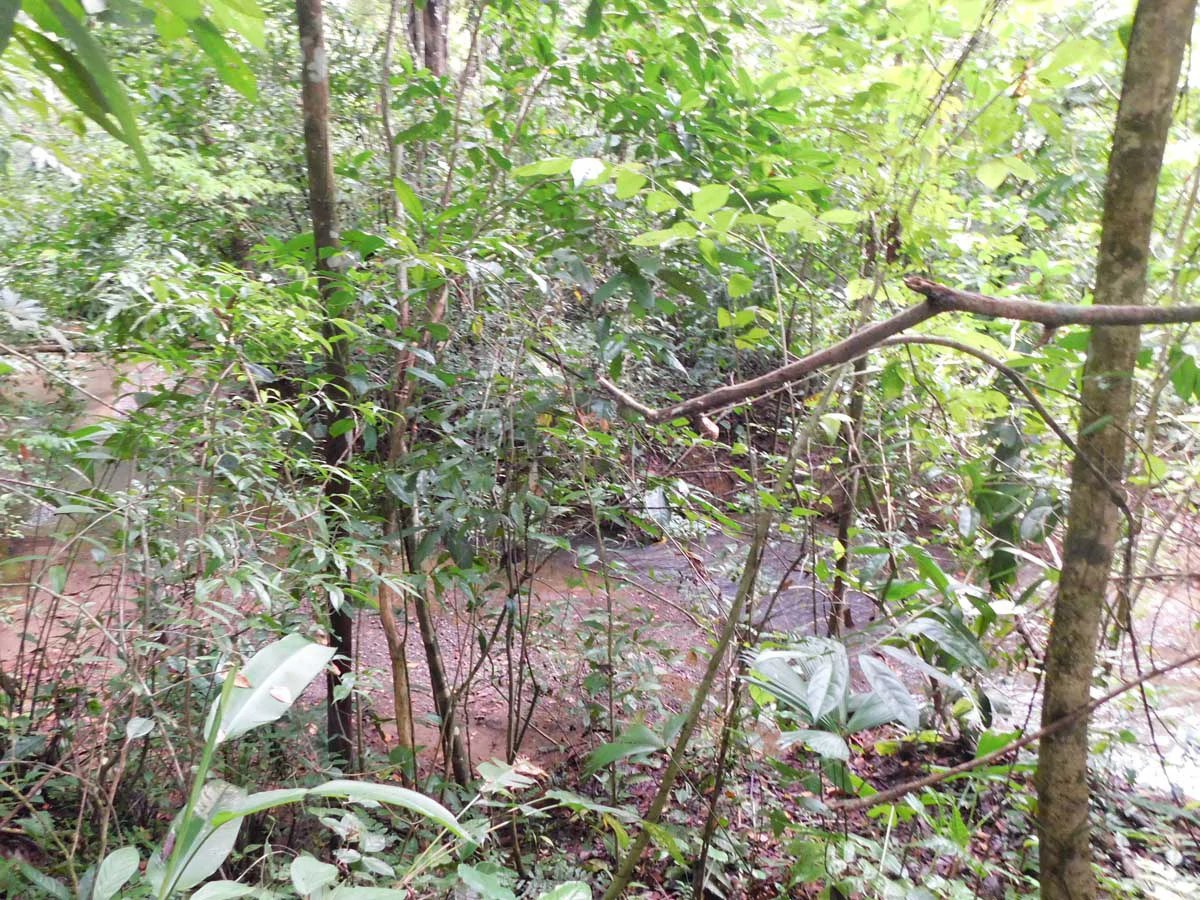 Green Centrally Located Paradise - Gallery image 7