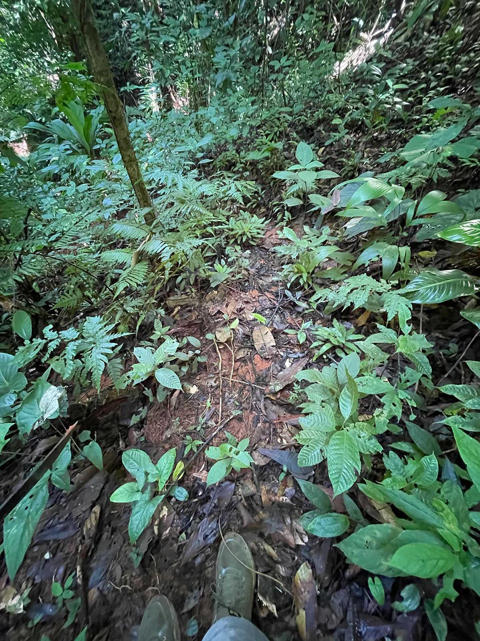 ID 4167: Investment Opportunity: 8-Acre Reforested Mountain Finca in Puriscal - Gallery image 29