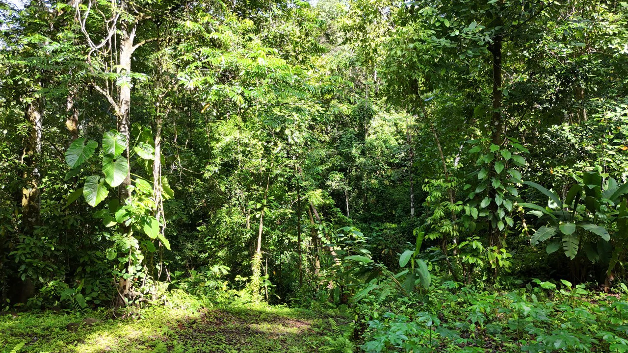 Spectacular Ocean view on 7.7 acres: Mountain Home Construction Site For Sale in Bahía Ballena - Gallery image 13