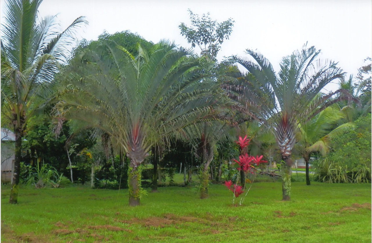 Propiedad muy grande: Countryside House For Sale in Caño Negro - Gallery image 16