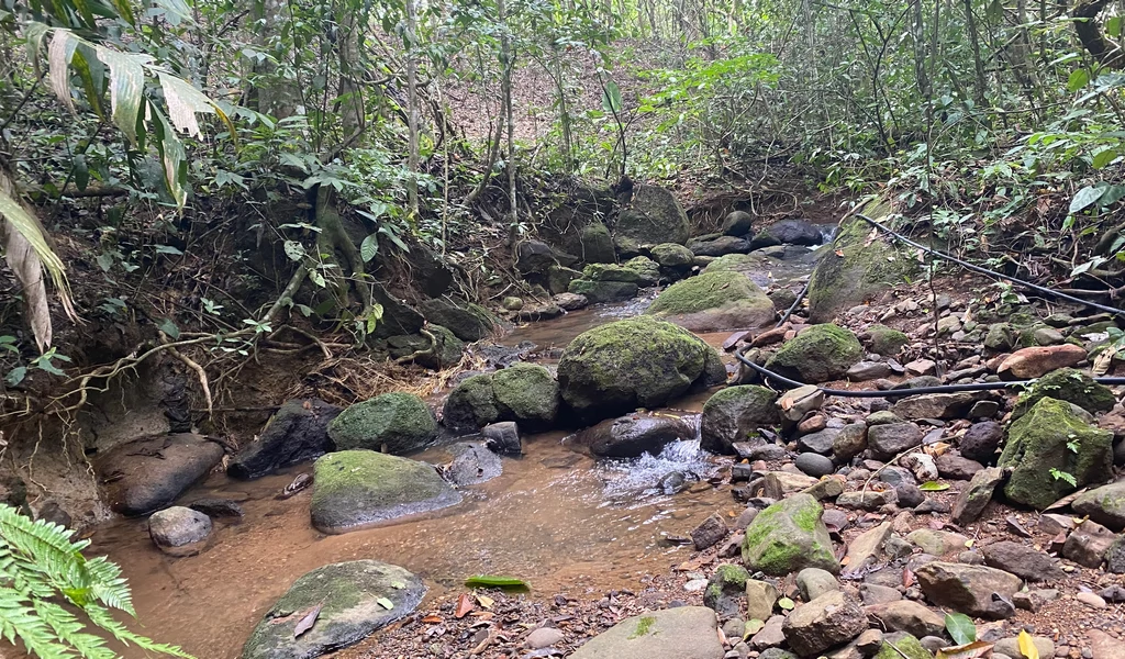 1.9 ACRES – Very Usable Flat Land Divided By An Across Running Creek, Tons Of Fruit Trees Plus Woods In The Back!!! - Gallery image 9