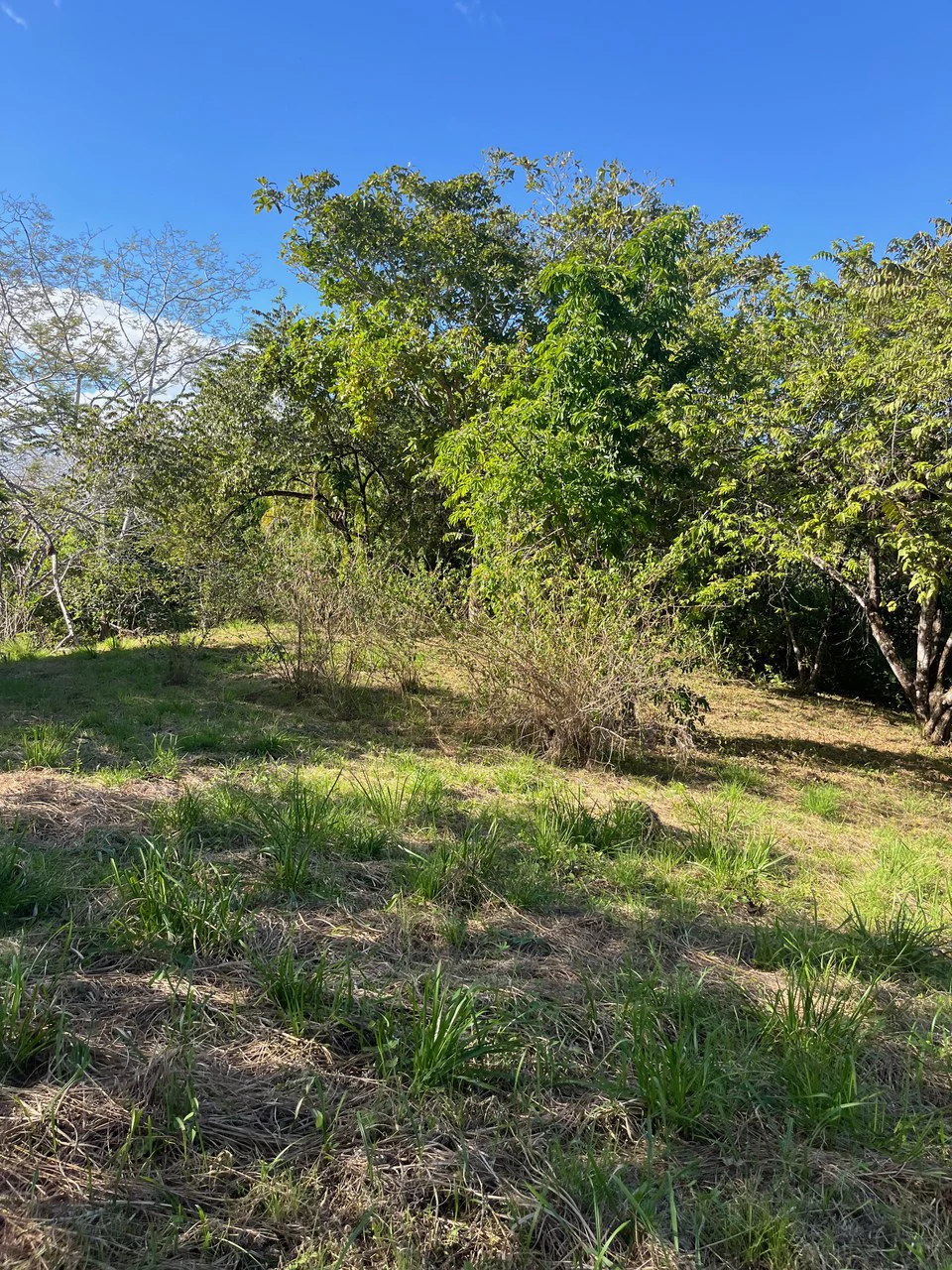 4000m2 Ready to Build Lot in Delicias: Partial Ocean Views in Great Neighorhood - Gallery image 10