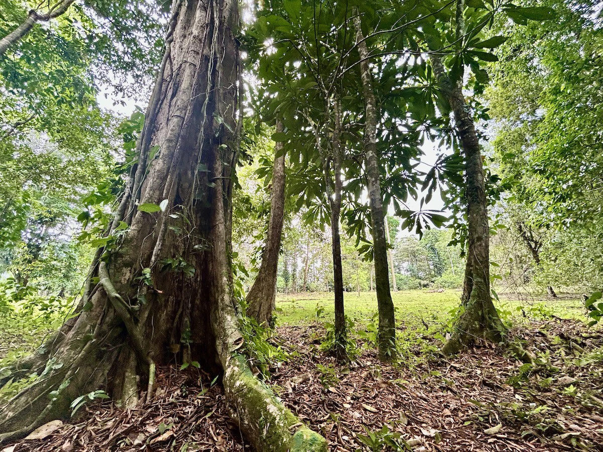 Ideal Osa Peninsula Property for Estate or Homestead - Gallery image 11