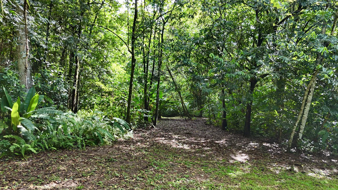 Selva Vista Estate: 5.9 Acres of Wild Beauty - Gallery image 15