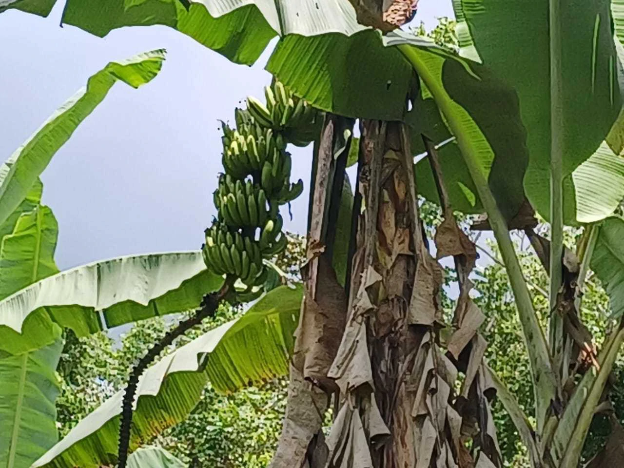 Finca La Palma, Cañaza, Puerto Jiménez - Gallery image 11