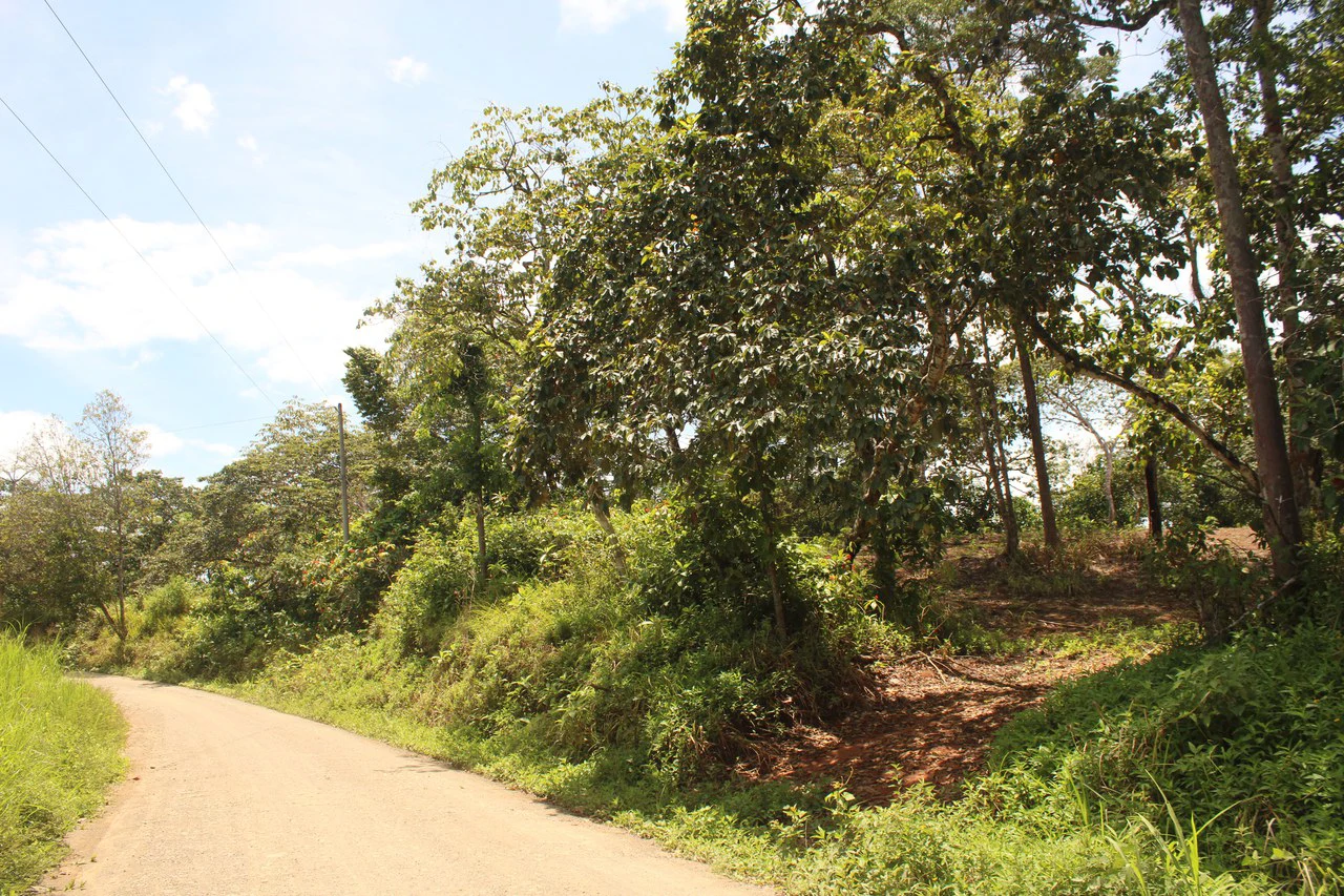 Wildlife Reserve Farm close to Ojochal - photo 11