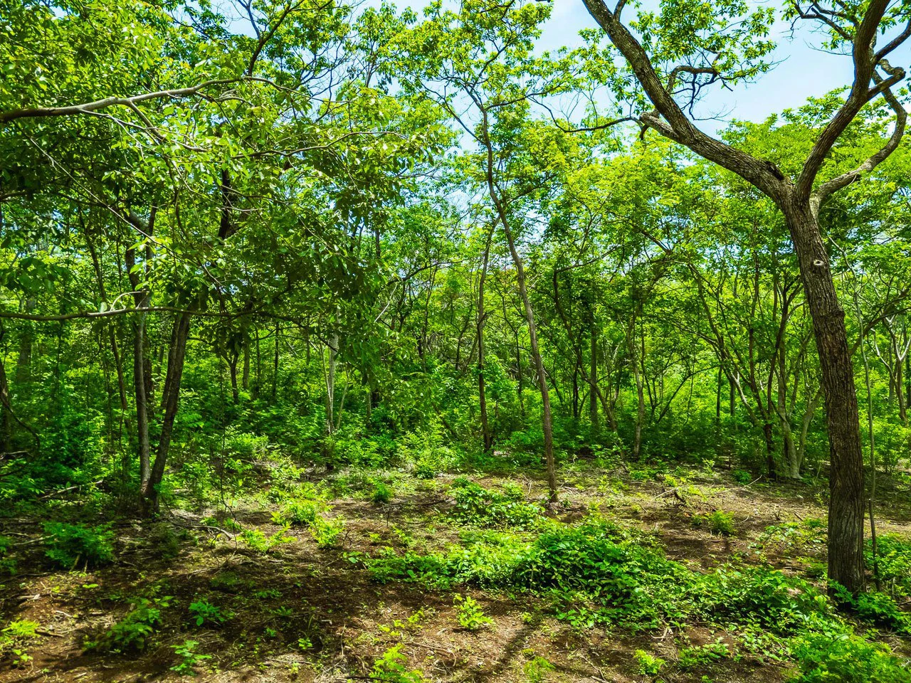 Adventure Meets Nature: Private 1.75acres Lot Minutes from Playa Negra - Gallery image 2