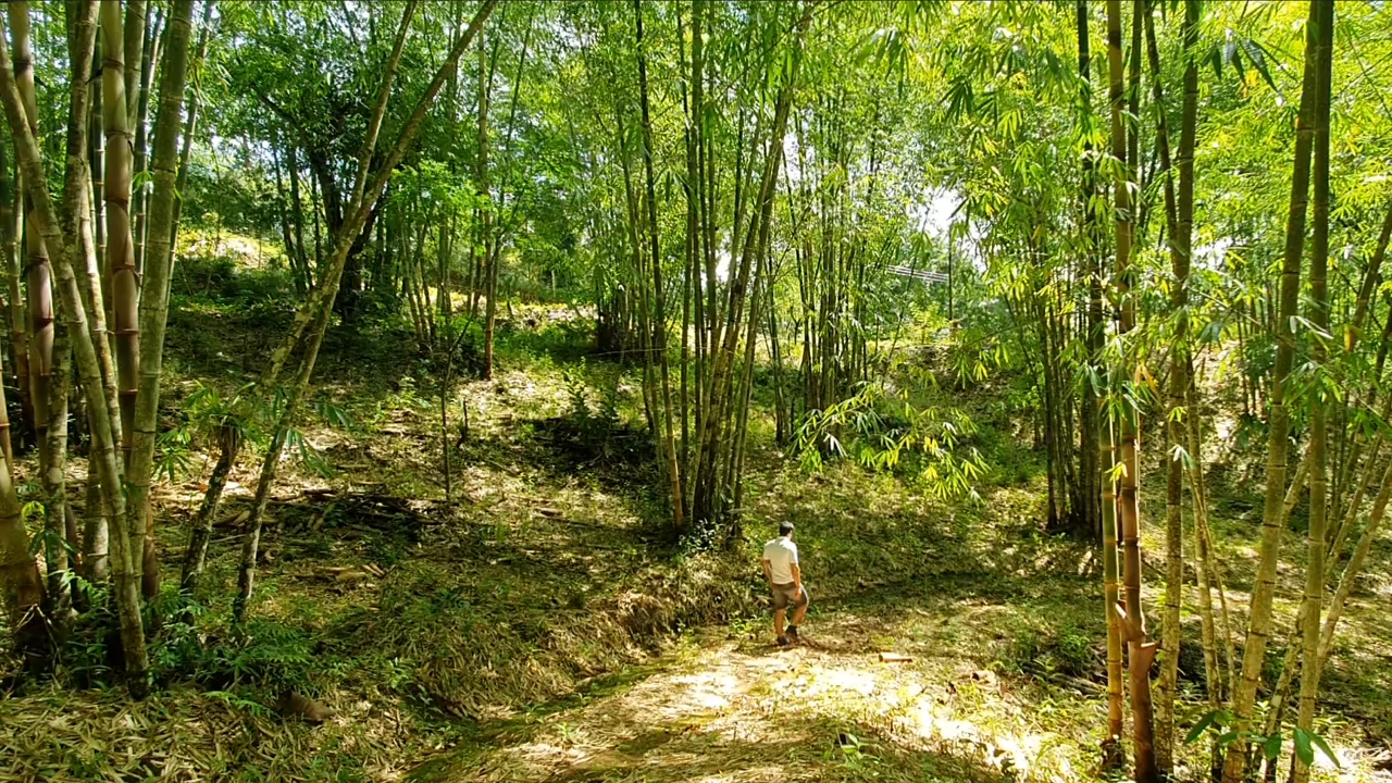 Property #2 with Bamboo Plantation, Development Opportunity (Residential, Hotel, and Industrial). - Gallery image 11