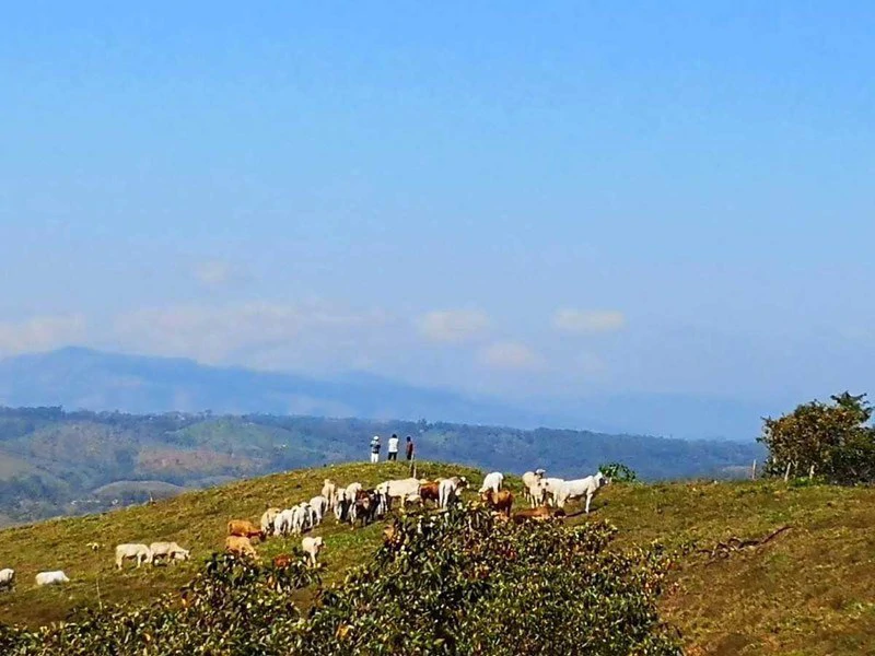 Livestock Farm | Titled property located in Santa Eduviges - Gallery image 19
