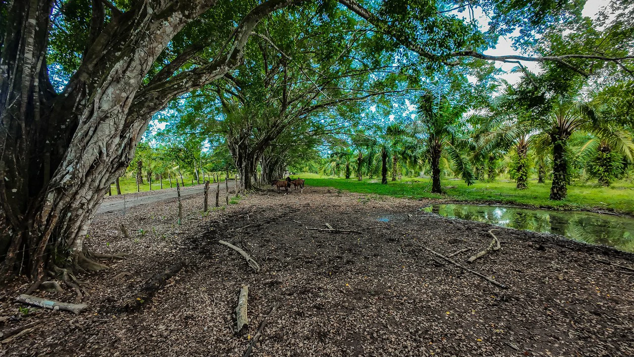 4,850 Acre Beachfront Legacy Ranch Esterillos Central Pacific Coast - Gallery image 34