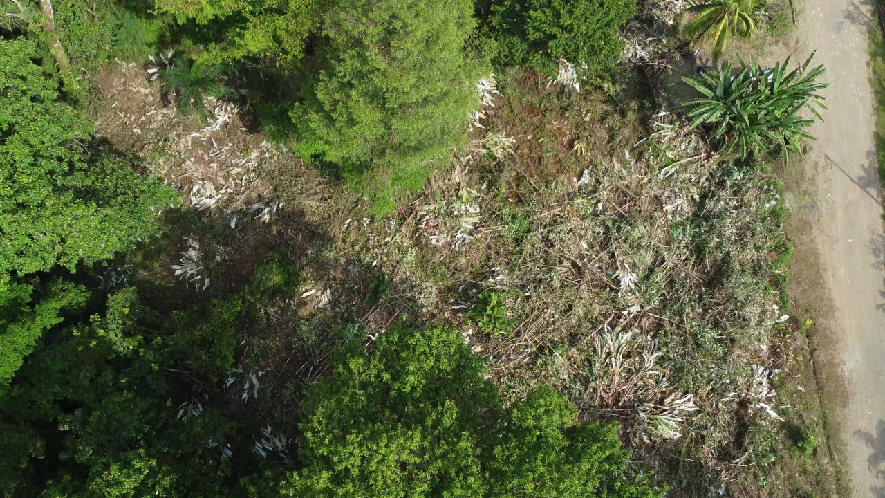 Ojochal - 1 Acre Ready To Build Jungle Lot, Ocean Breezes in Wildlife Corridore - Gallery image 9