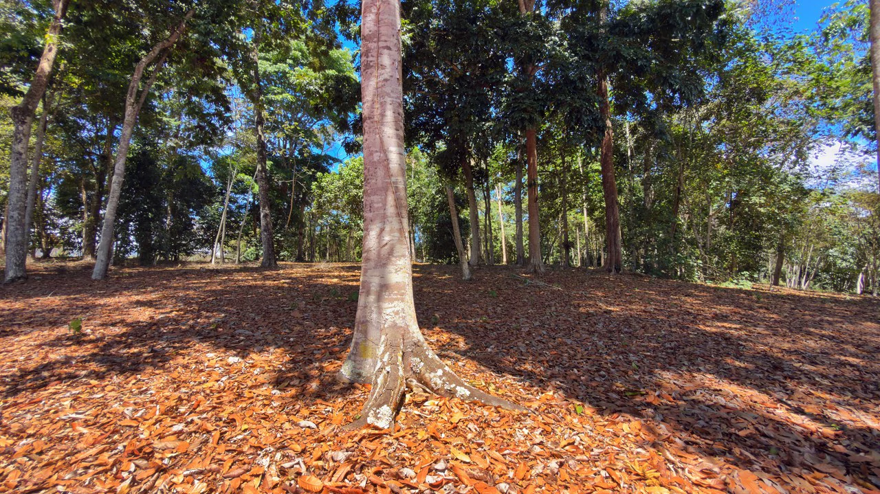 Agricultural Land For Sale in Daniel Flores - Gallery image 6
