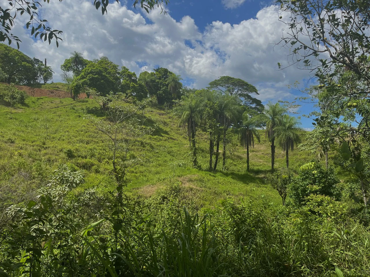 SPECTACULAR ECOLOGICAL MOUNTAIN FARM IN BIJAGUAL DE TURRUBARES - Gallery image 31