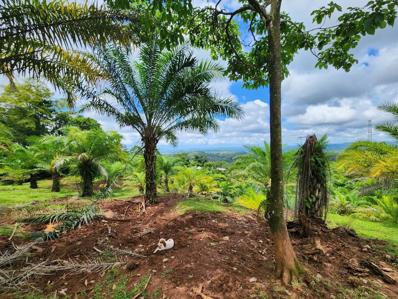 PRIME PARRITA FARM FOR SALE - Gallery image 7
