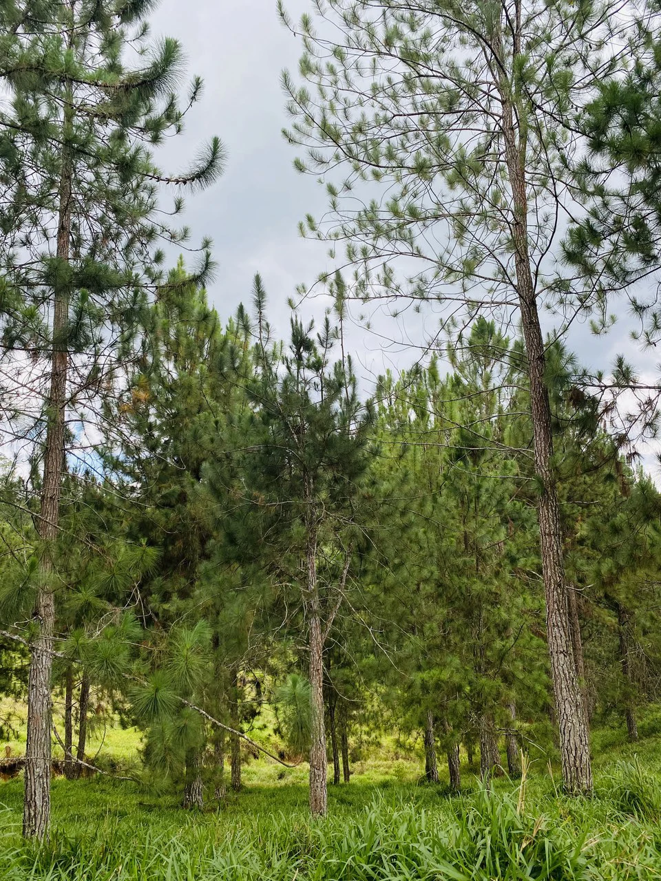 54 Acre Ranch in San Vito, Coto Brus - Gallery image 25