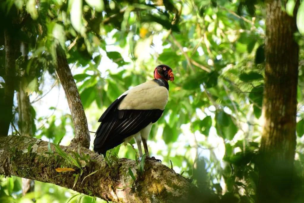 173-Acres of Nature Reserve with Spectacular Primary Forest & Golfo Dulce Views - Gallery image 16