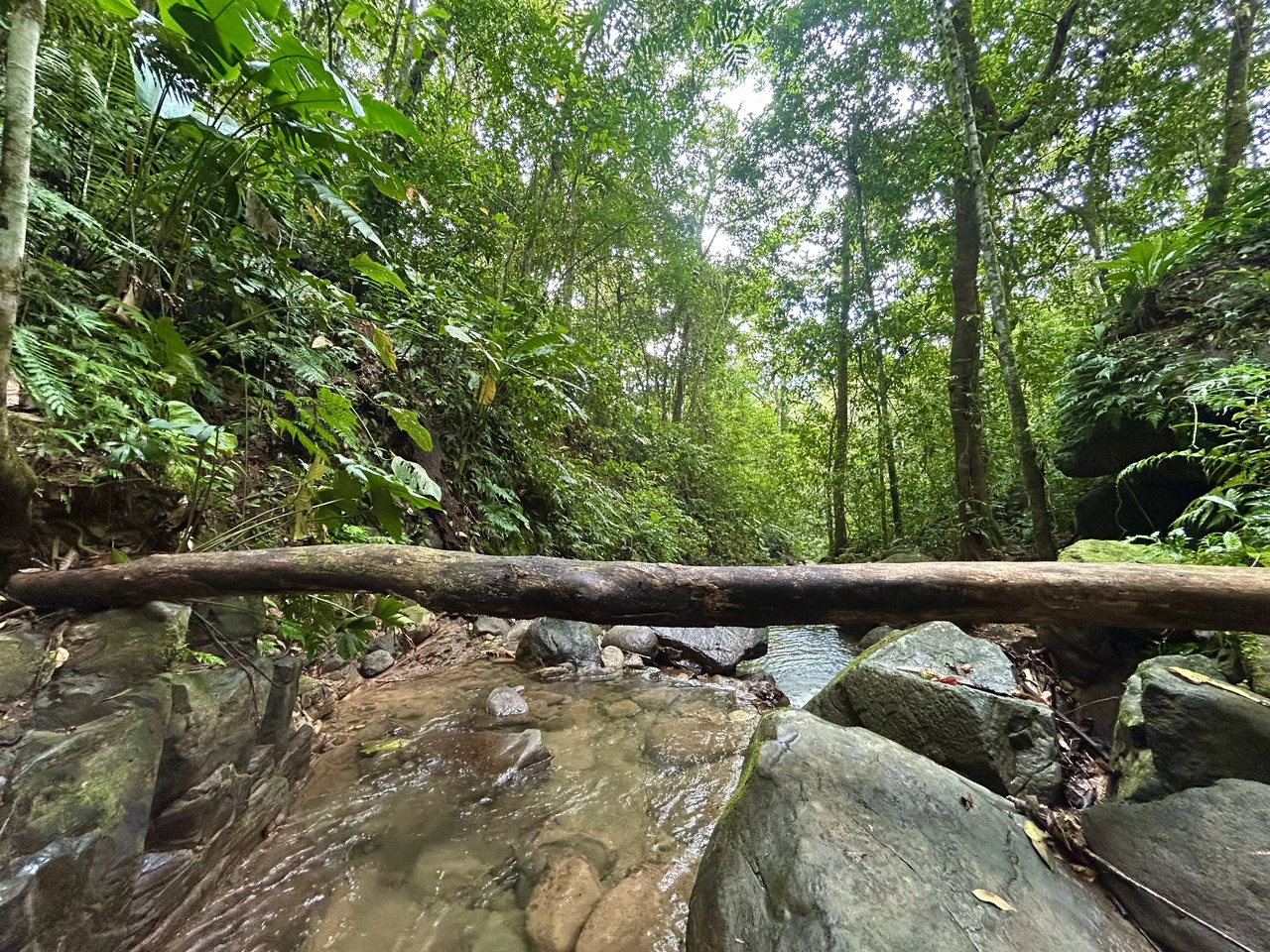 Selva Vista Estate: 5.9 Acres of Wild Beauty - Gallery image 35