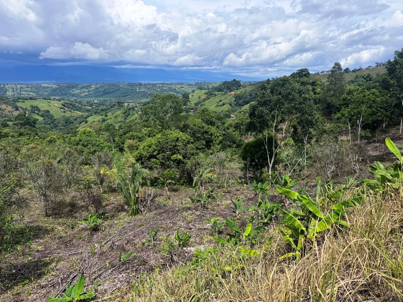 4.6 Acre Tropical Fruit Farm with Elevated Homesite & Valley Views San Isidro - photo 7