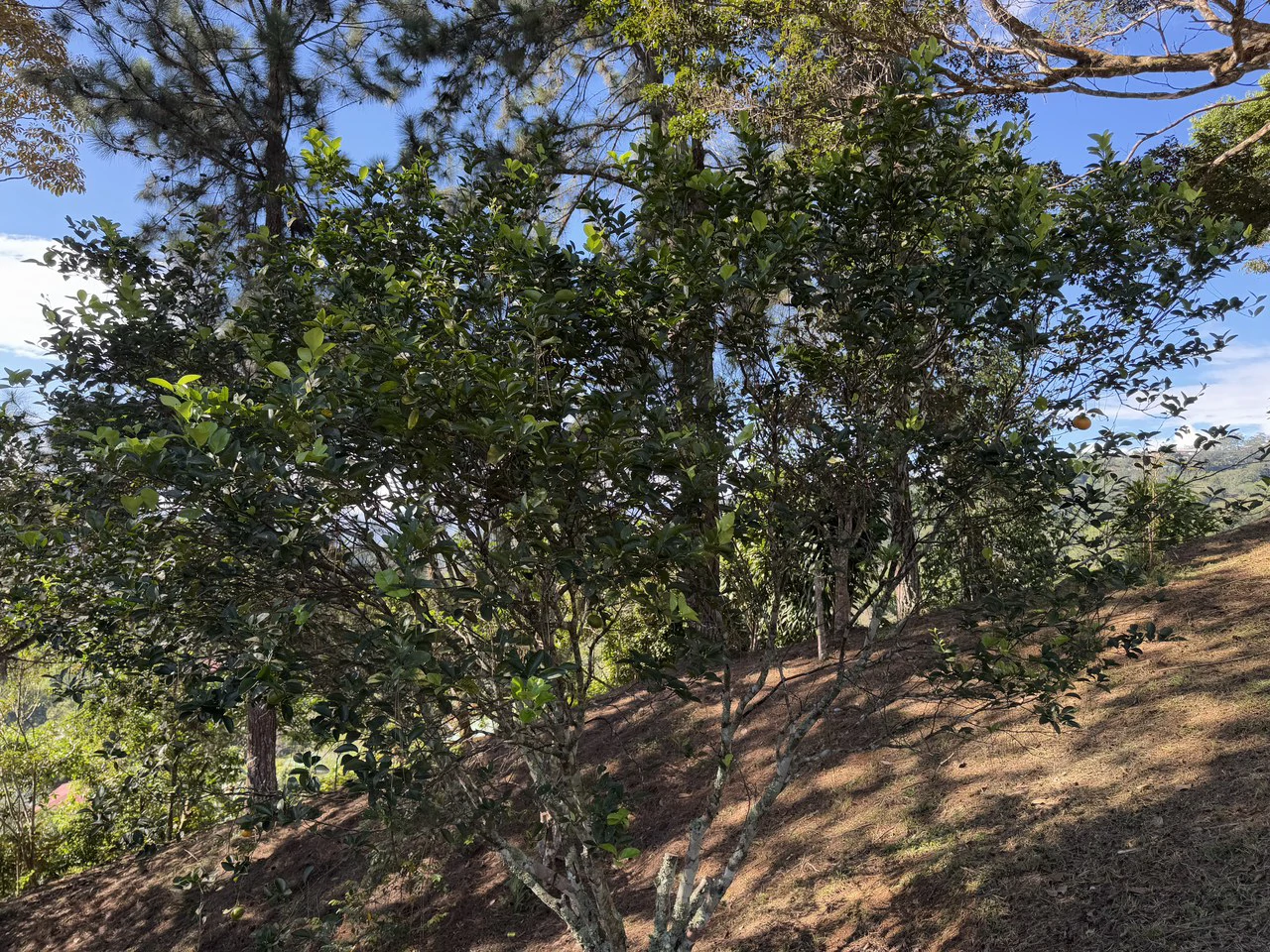 Stunning 2.4 Acre Property in Quebradas San Isidro del General - Gallery image 29