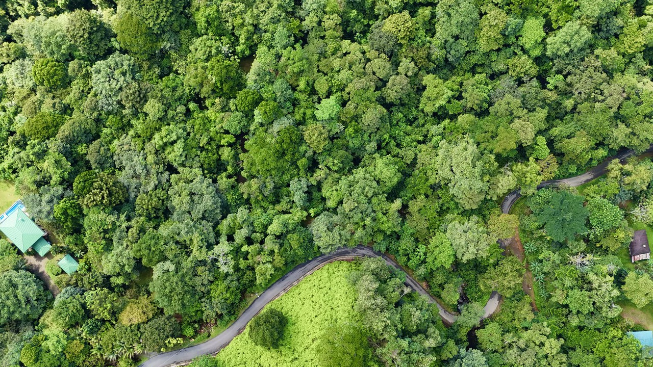 Selva Vista Estate: 5.9 Acres of Wild Beauty - Gallery image 2