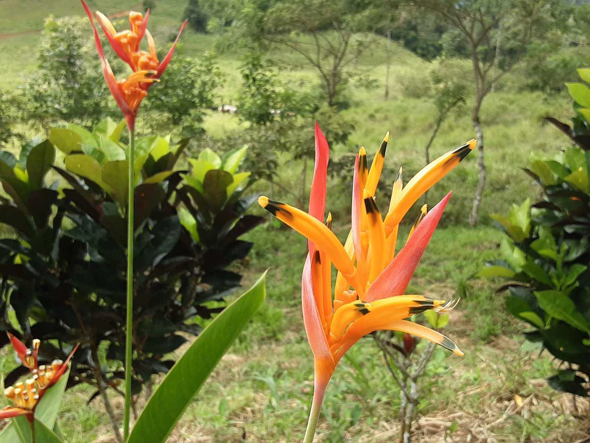 Finca Tesoro Escondido - The Jewel of Uvita - Gallery image 82
